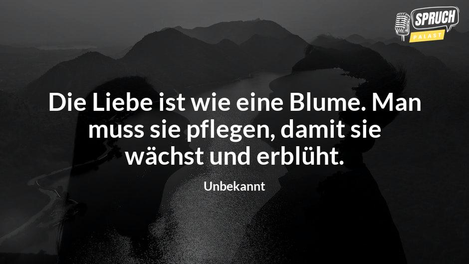 Bild mit dem SpruchDie Liebe ist wie eine Blume. Man muss sie pflegen, damit sie wächst und erblüht.